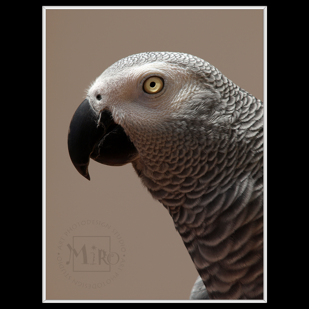 Grey Parrot