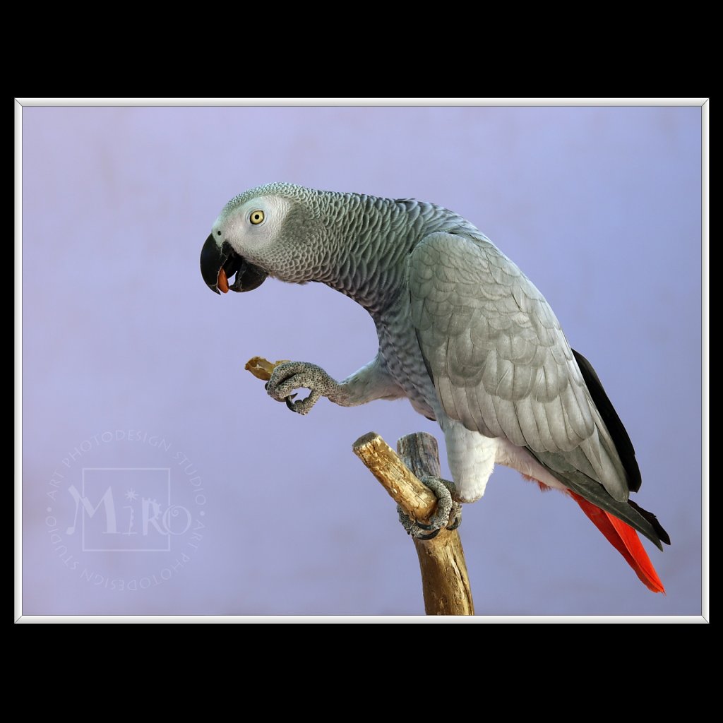 Grey Parrot