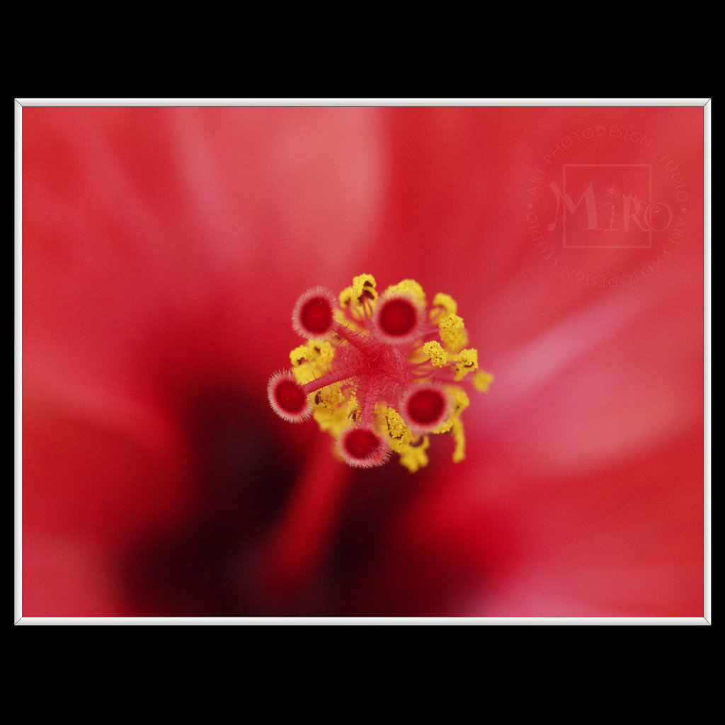 INFLORESCENCE impression