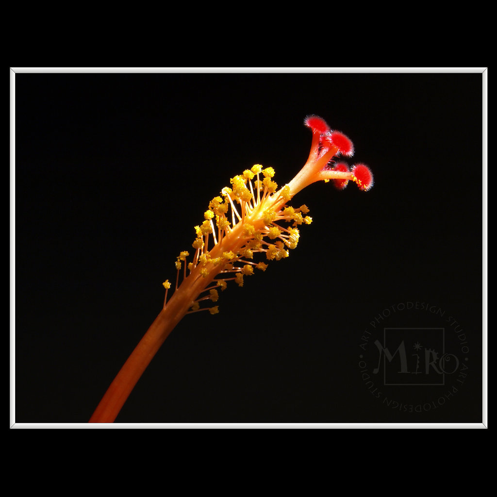 INFLORESCENCE impression