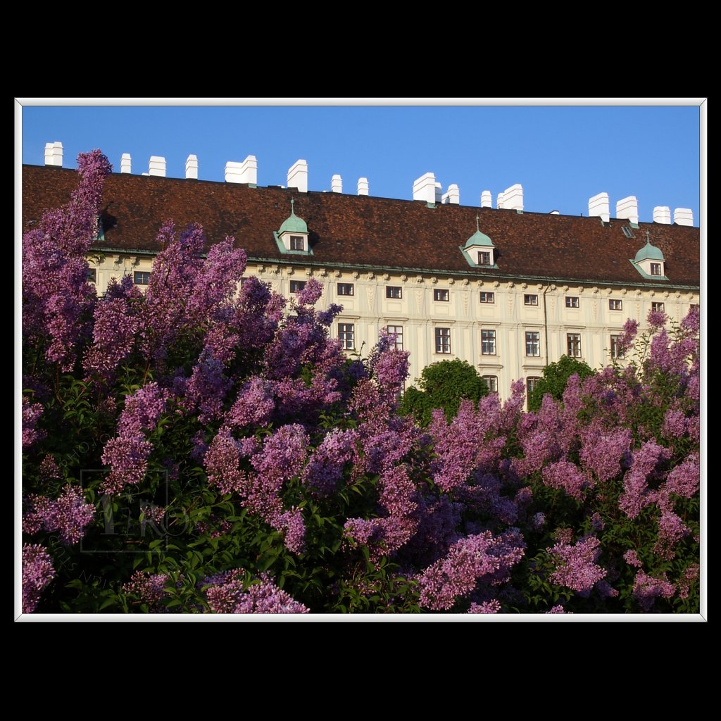 Vienna