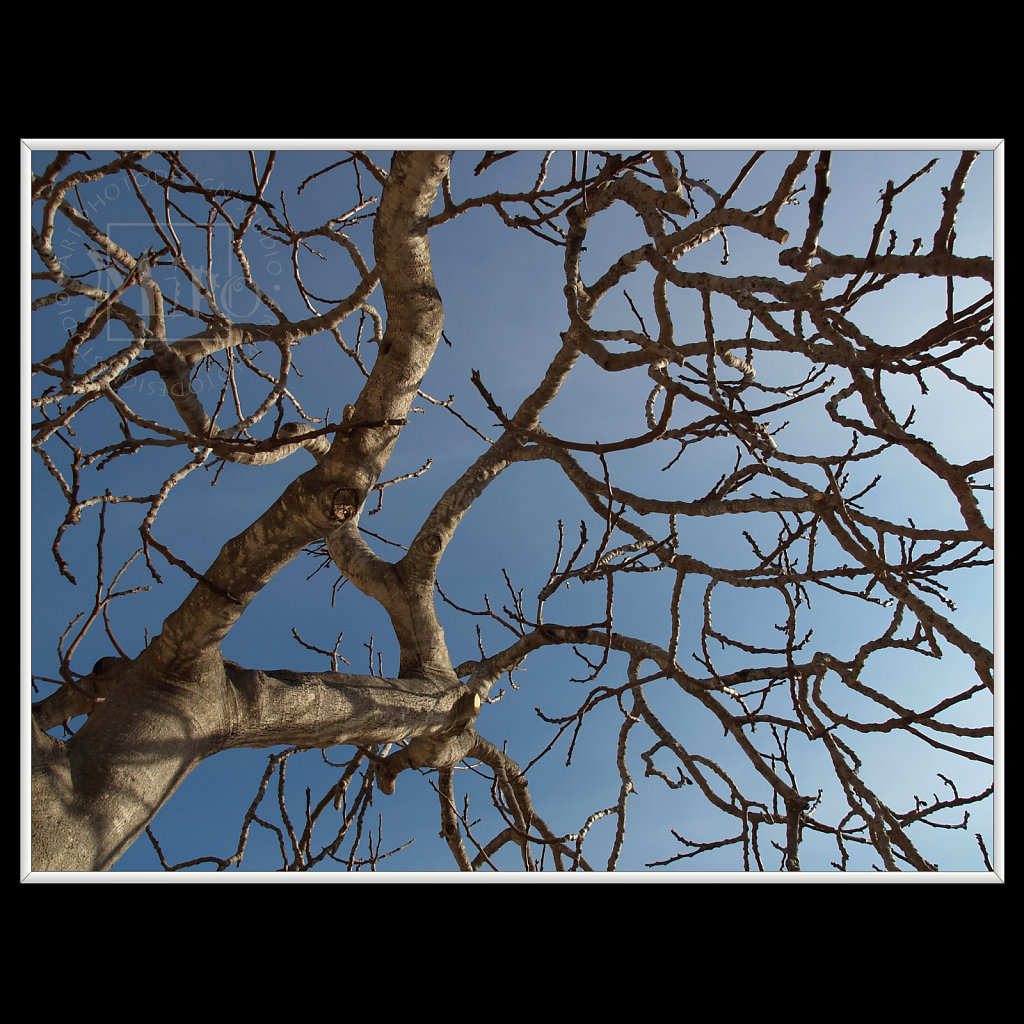 trees-01.jpg