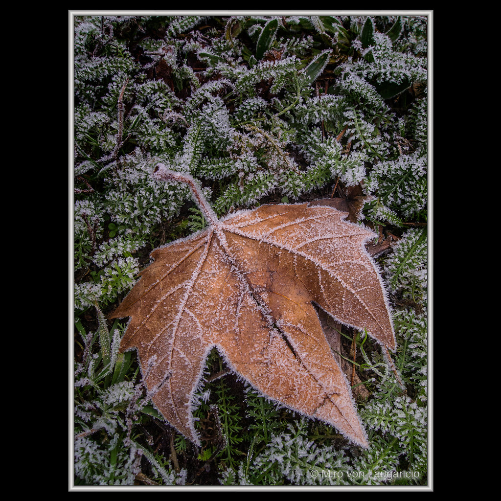 NFLORESCENCE impression
