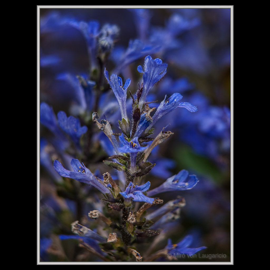 NFLORESCENCE impression