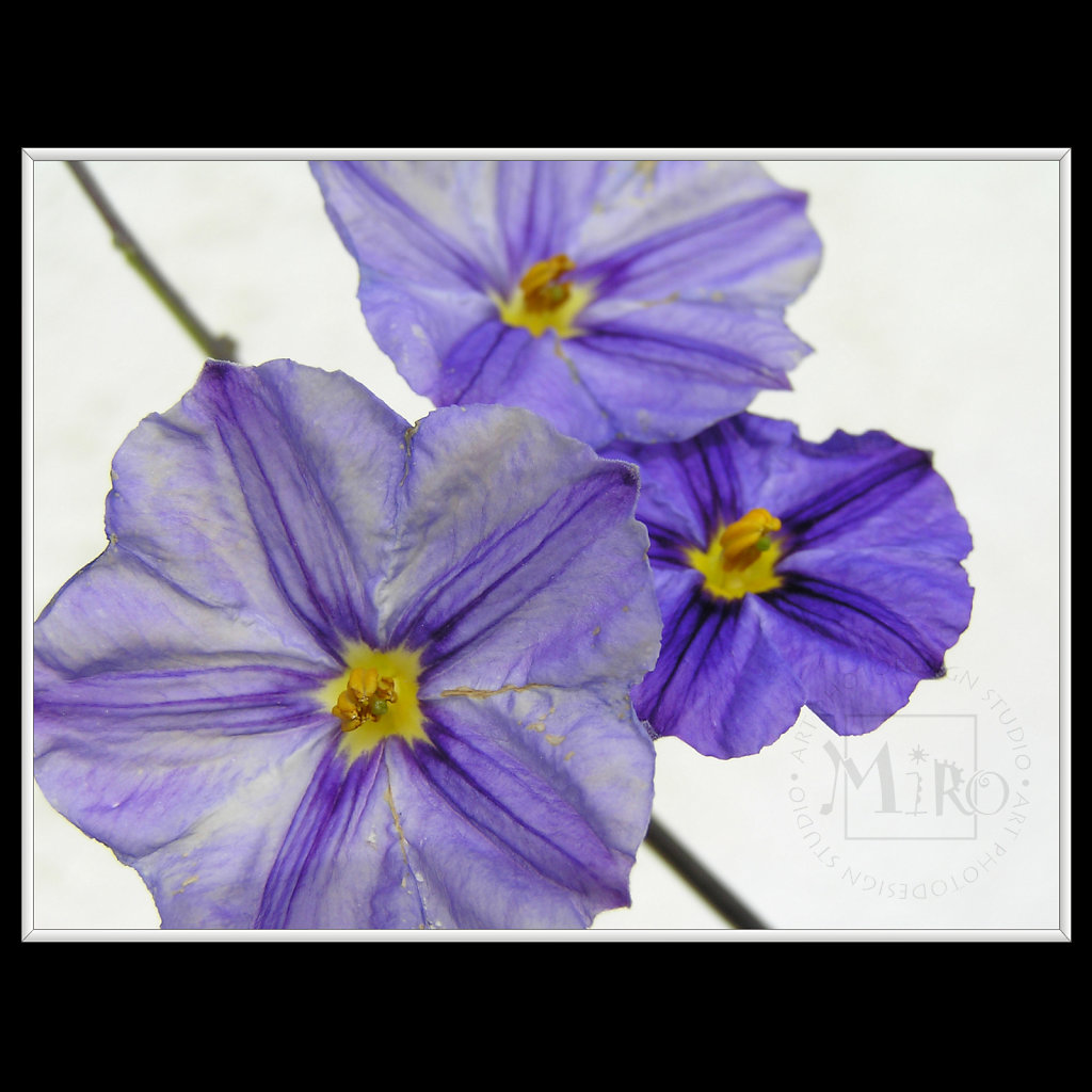 INFLORESCENCE impression