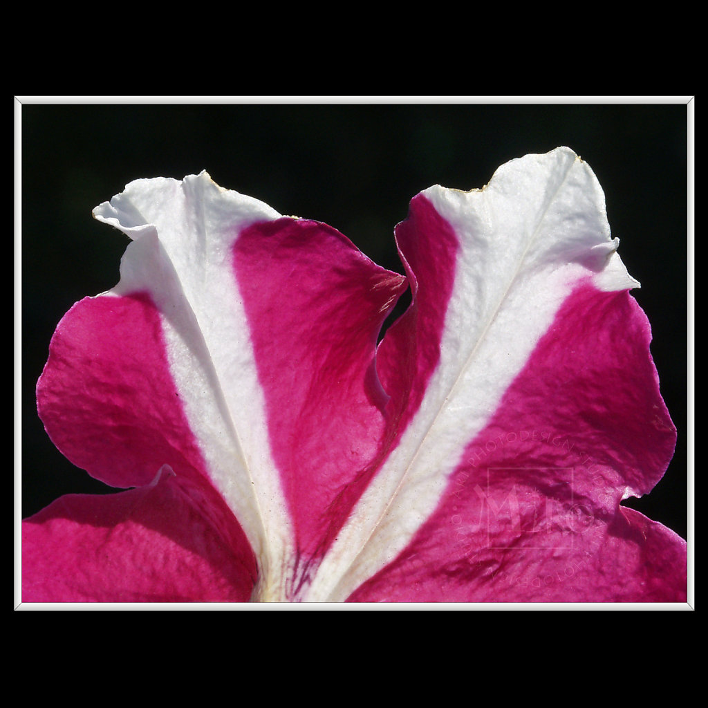 INFLORESCENCE impression