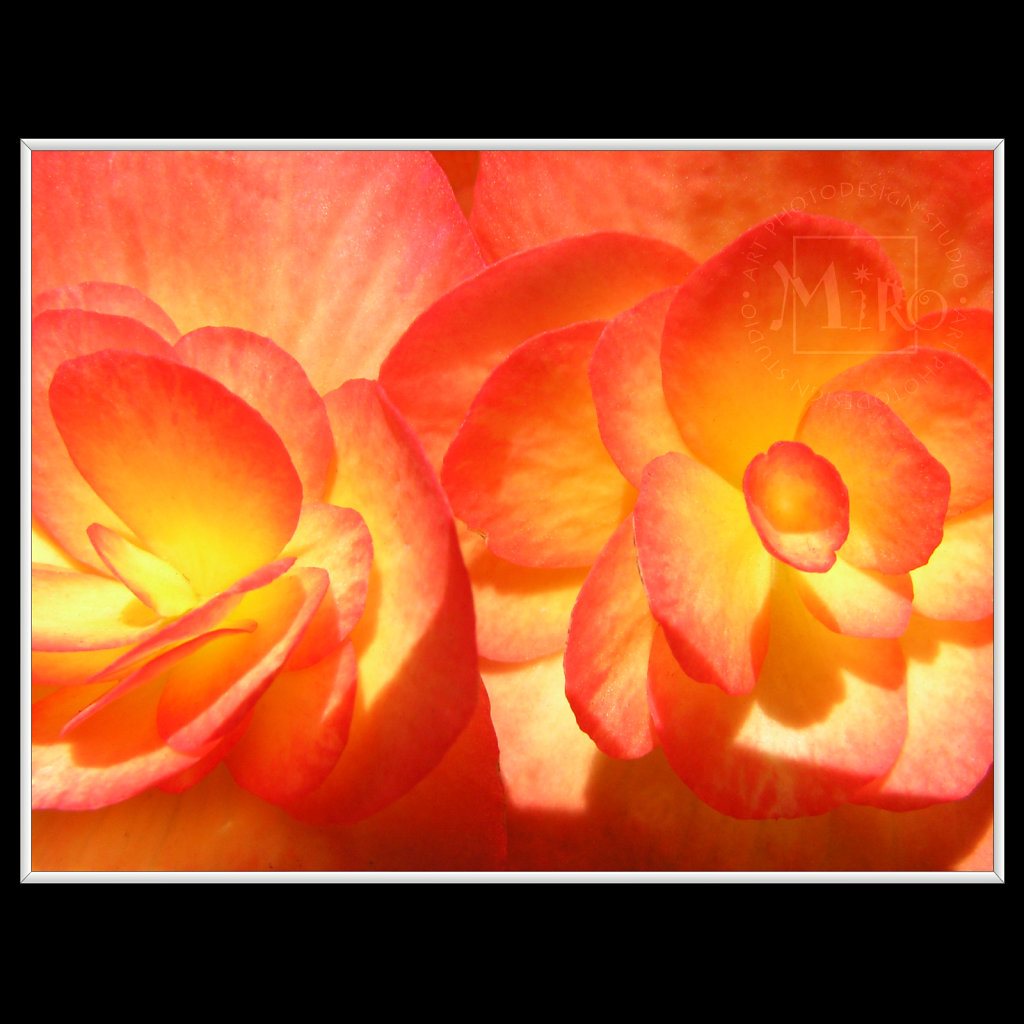 INFLORESCENCE impression