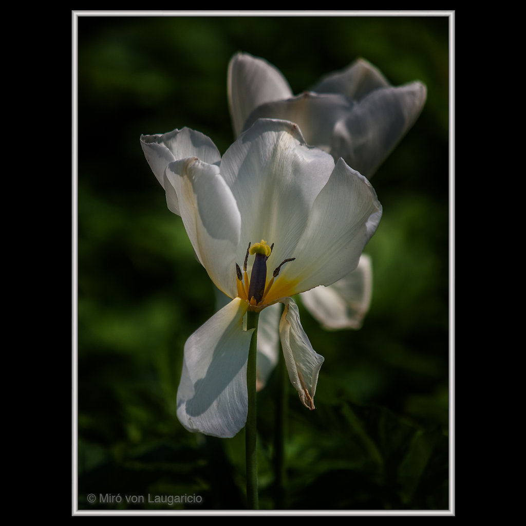 INFLORESCENCE impression