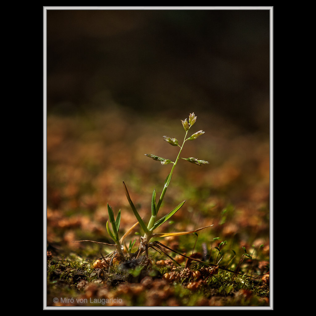 INFLORESCENCE impression