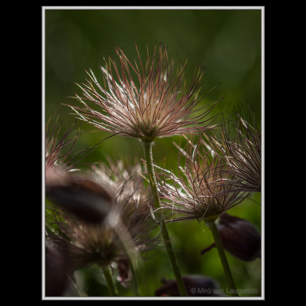 INFLORESCENCE impression