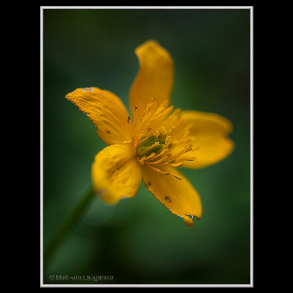 INFLORESCENCE impression