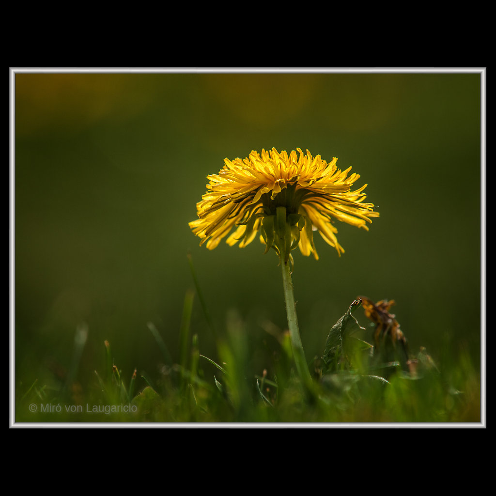 INFLORESCENCE impression