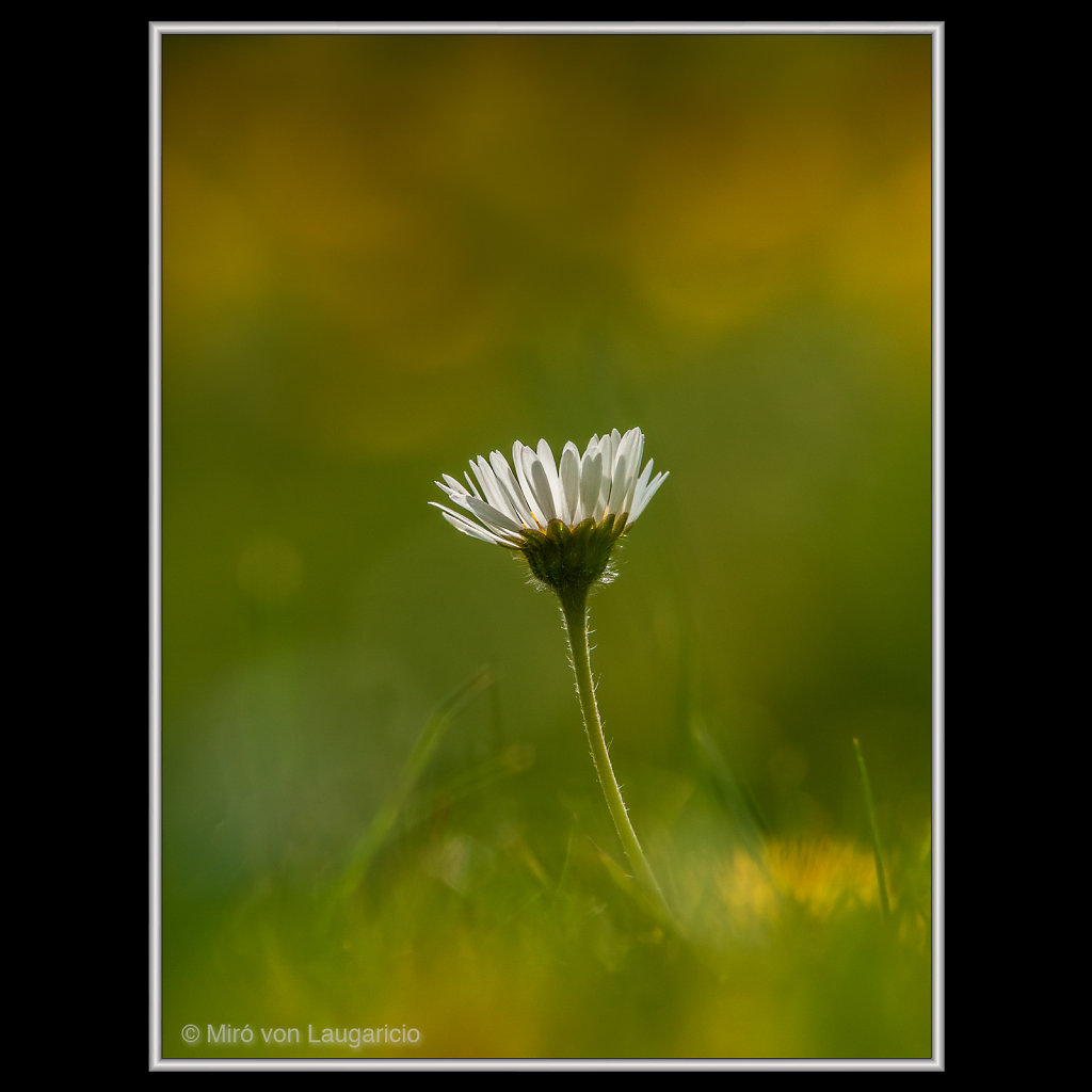 INFLORESCENCE impression