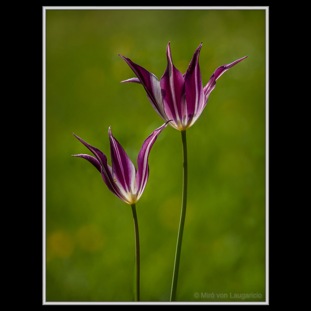 INFLORESCENCE impression