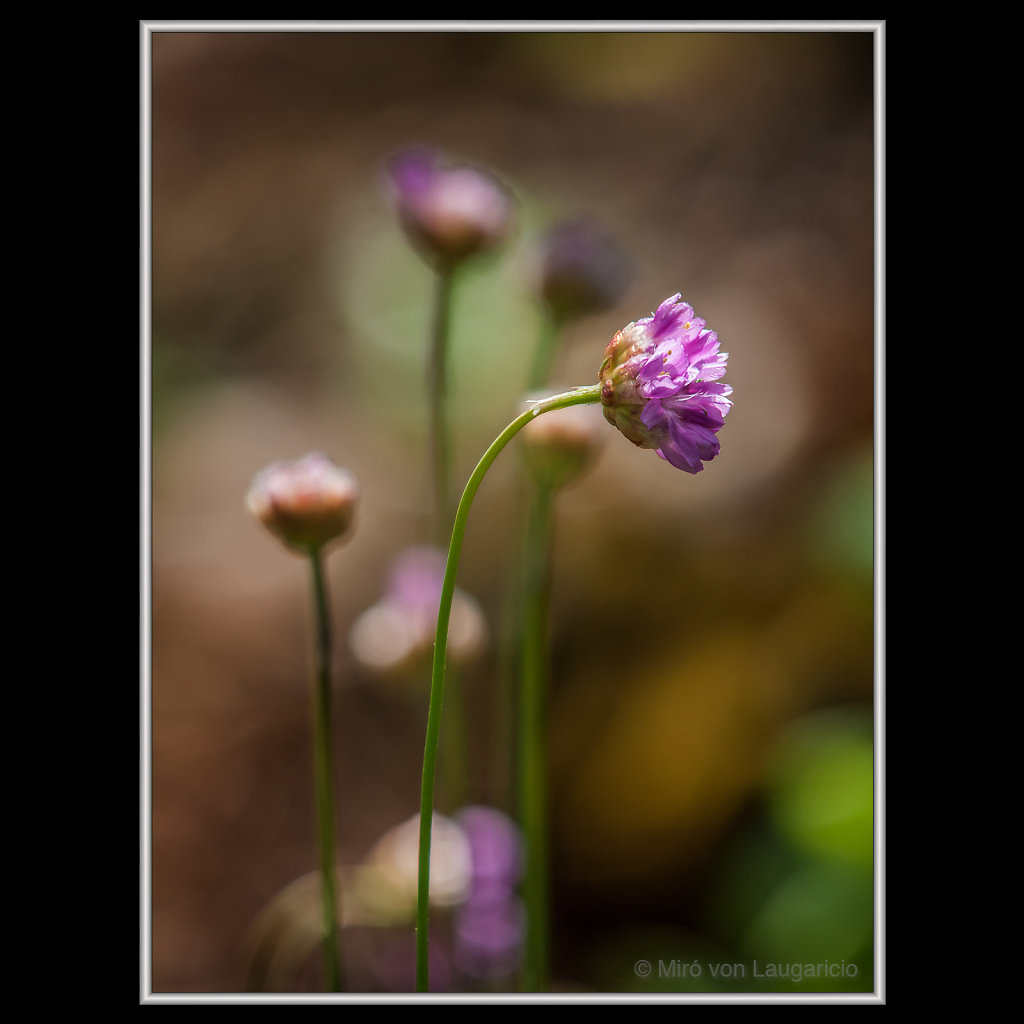 INFLORESCENCE impression