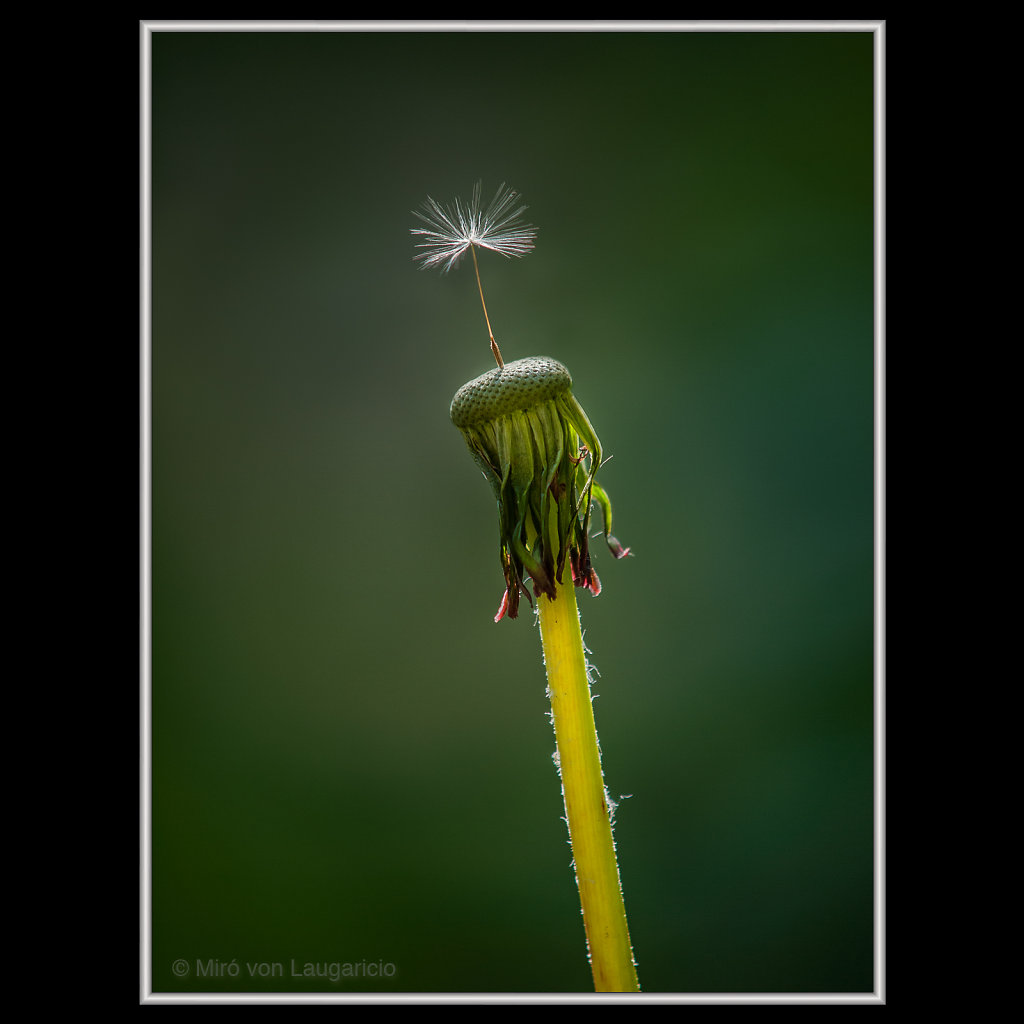 INFLORESCENCE impression