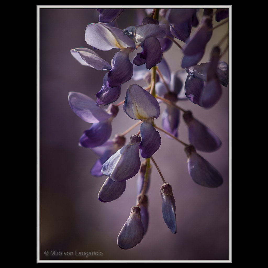 INFLORESCENCE impression