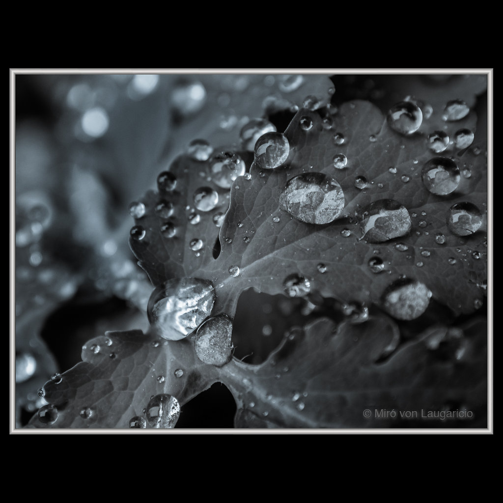 Macro