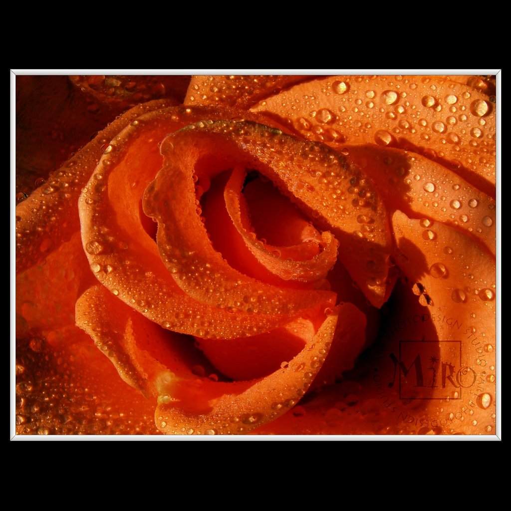NFLORESCENCE impression