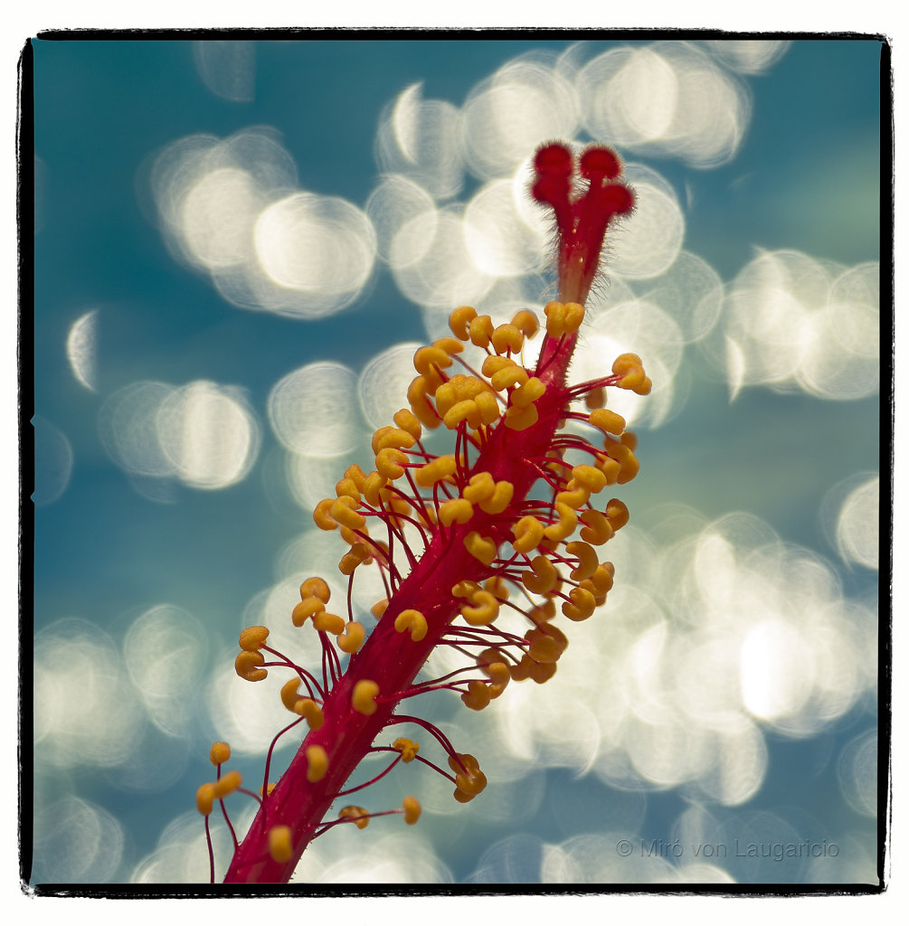 Macro