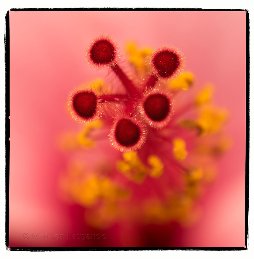 Macro