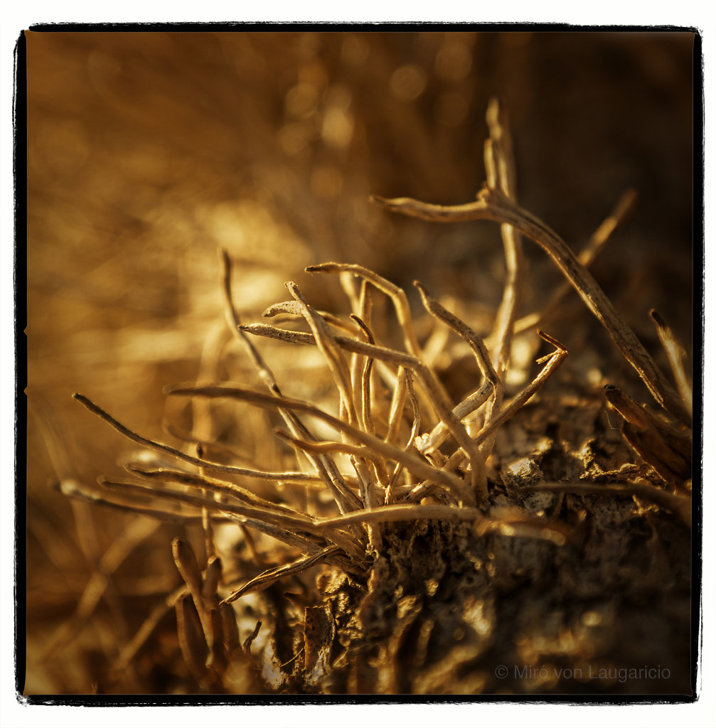 Macro